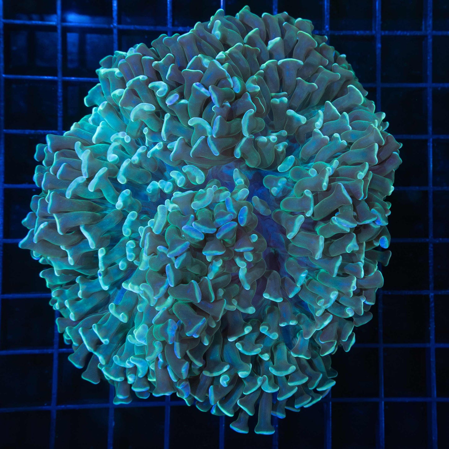 Teal Hammer Coral