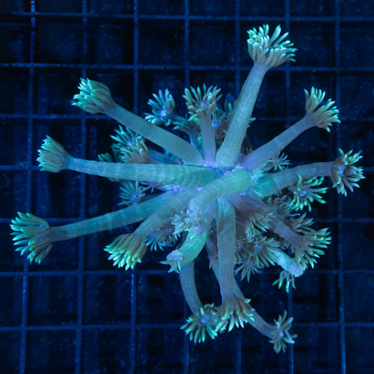 Teal Extra Long Tentacle Goni 4"