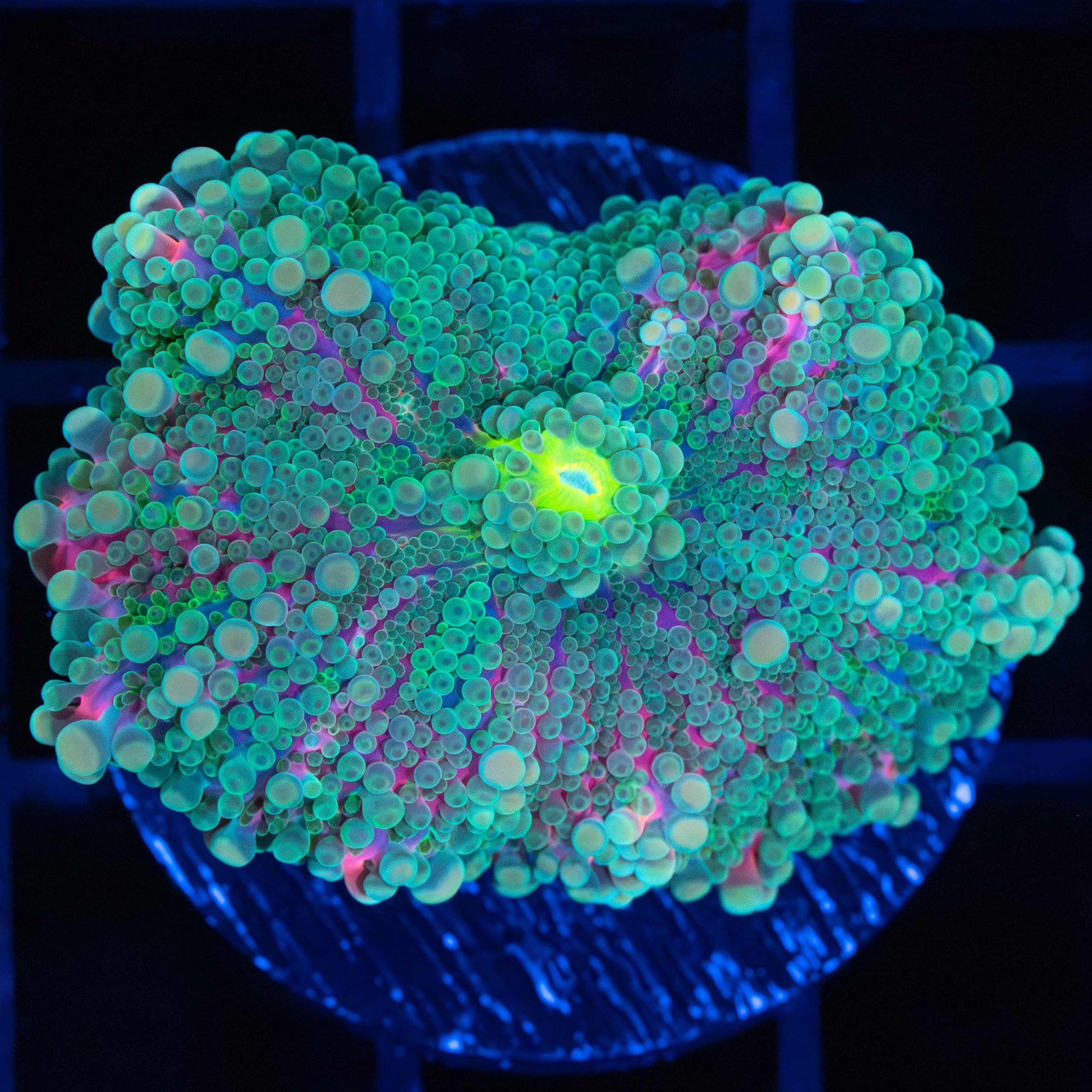 XL Pink Teal Blue Yuma