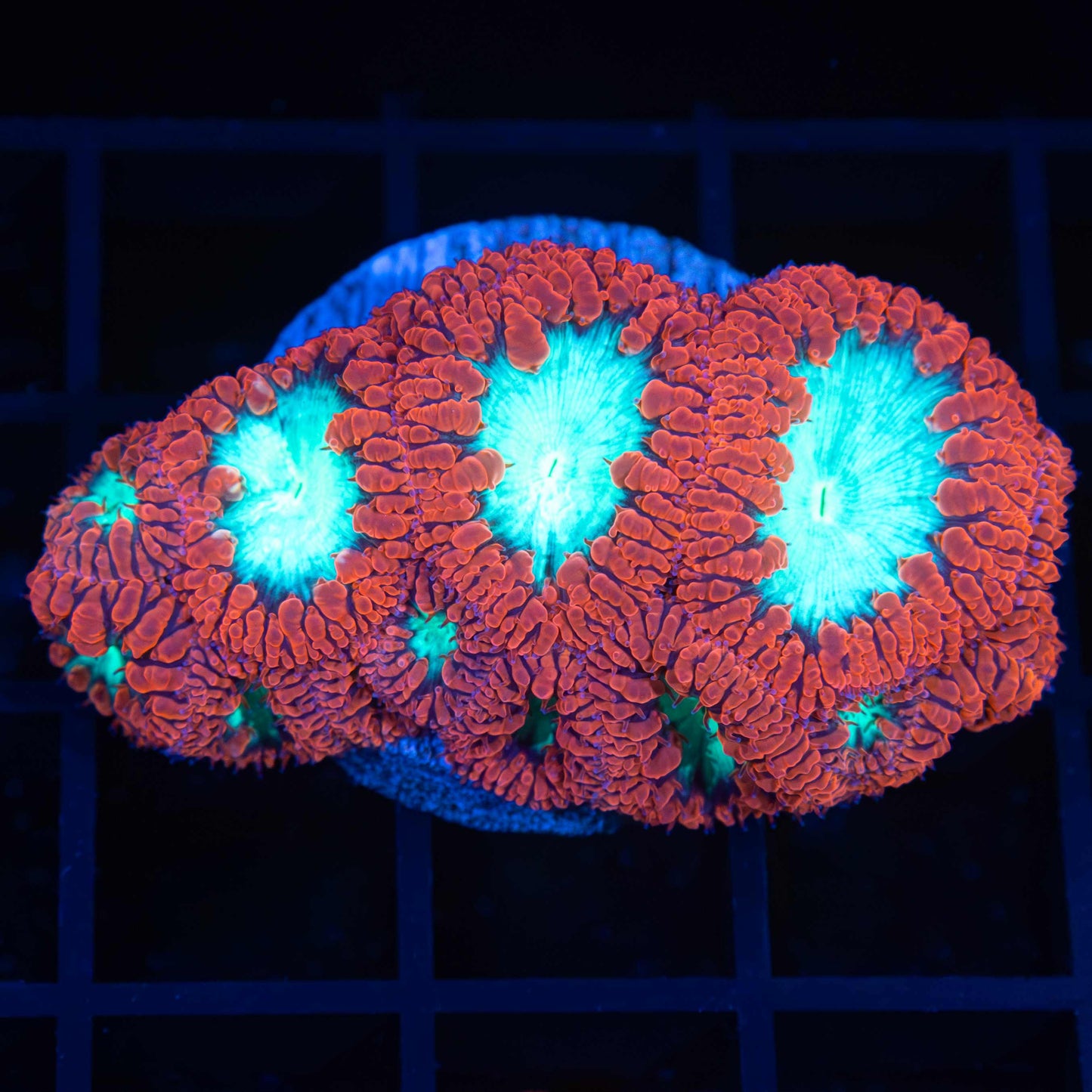 Red and Teal Blasto Colony 2"