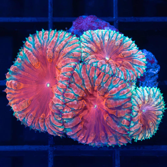 3 Color Blasto Vivida (Rare)