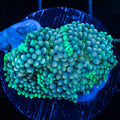 Green Ricordea