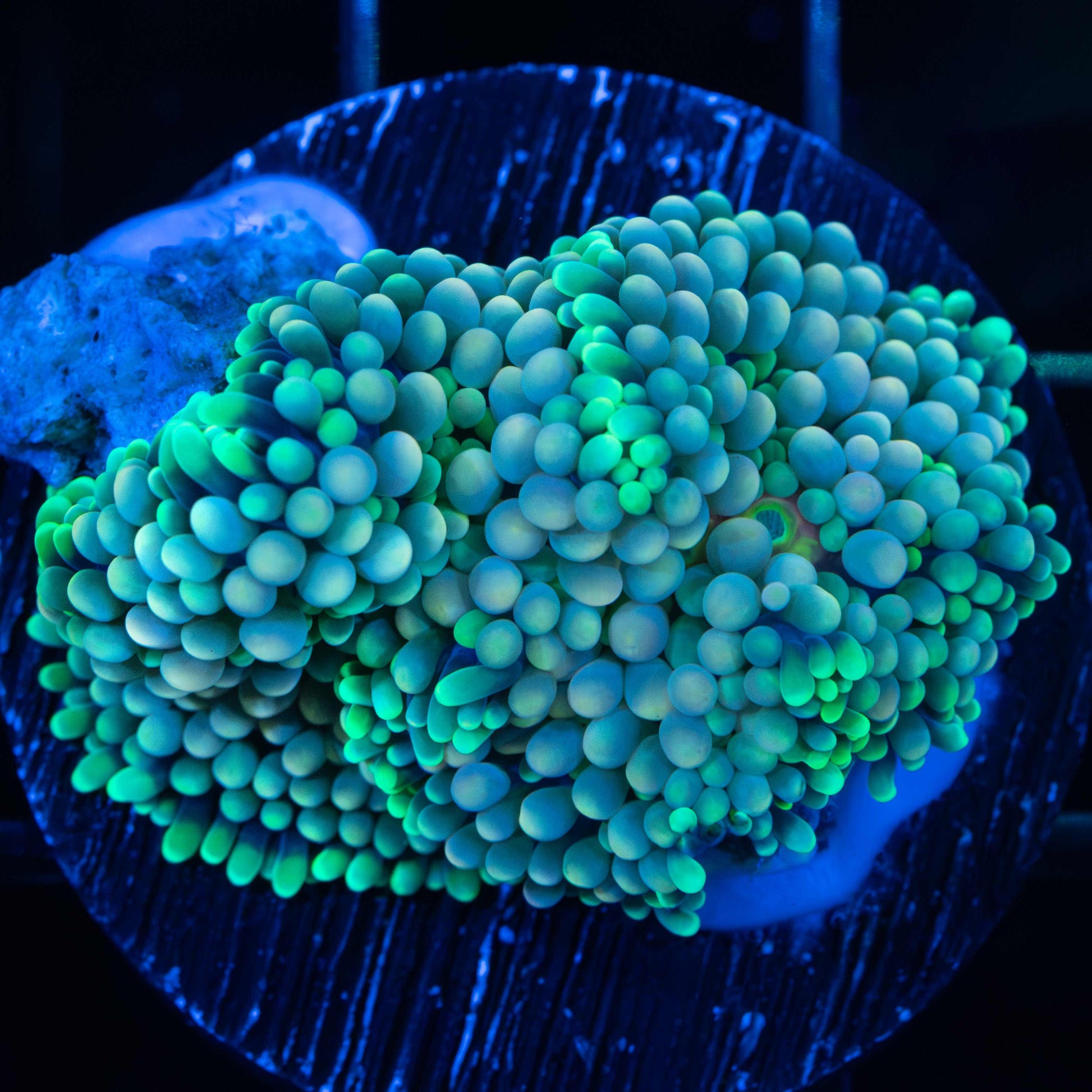 Green Ricordea Mushroom
