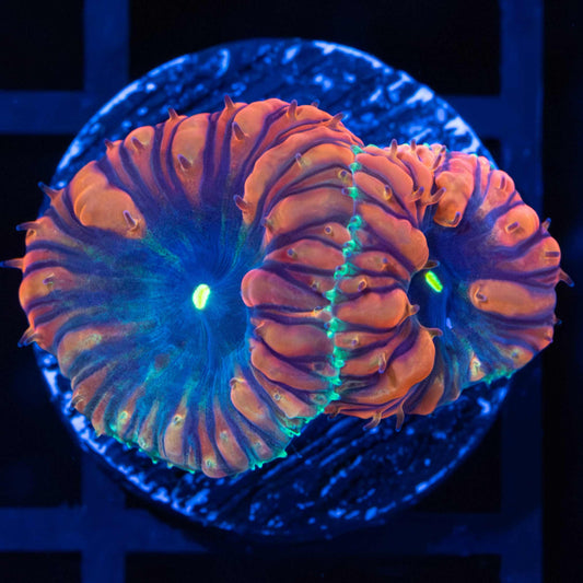 Teal Rim Blastomussa