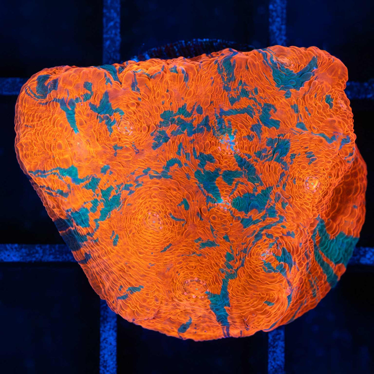 Teal Tiger Chalice Coral