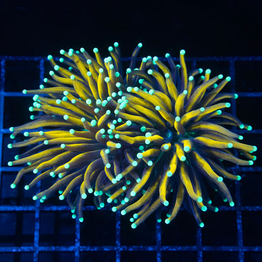 Teal Tip Sun God Torch Coral (Almost 2 Heads) 4"