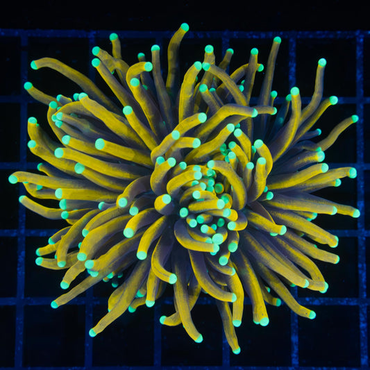 Teal Tip Sun God Torch Coral