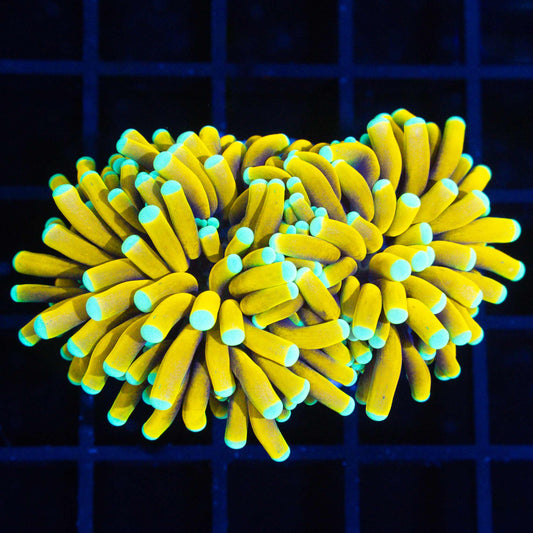 Teal Tip Banana Torch (Almost 2 Heads)