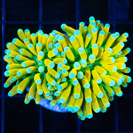 2 Heads Light Blue Tip Ultimate Banana Torch