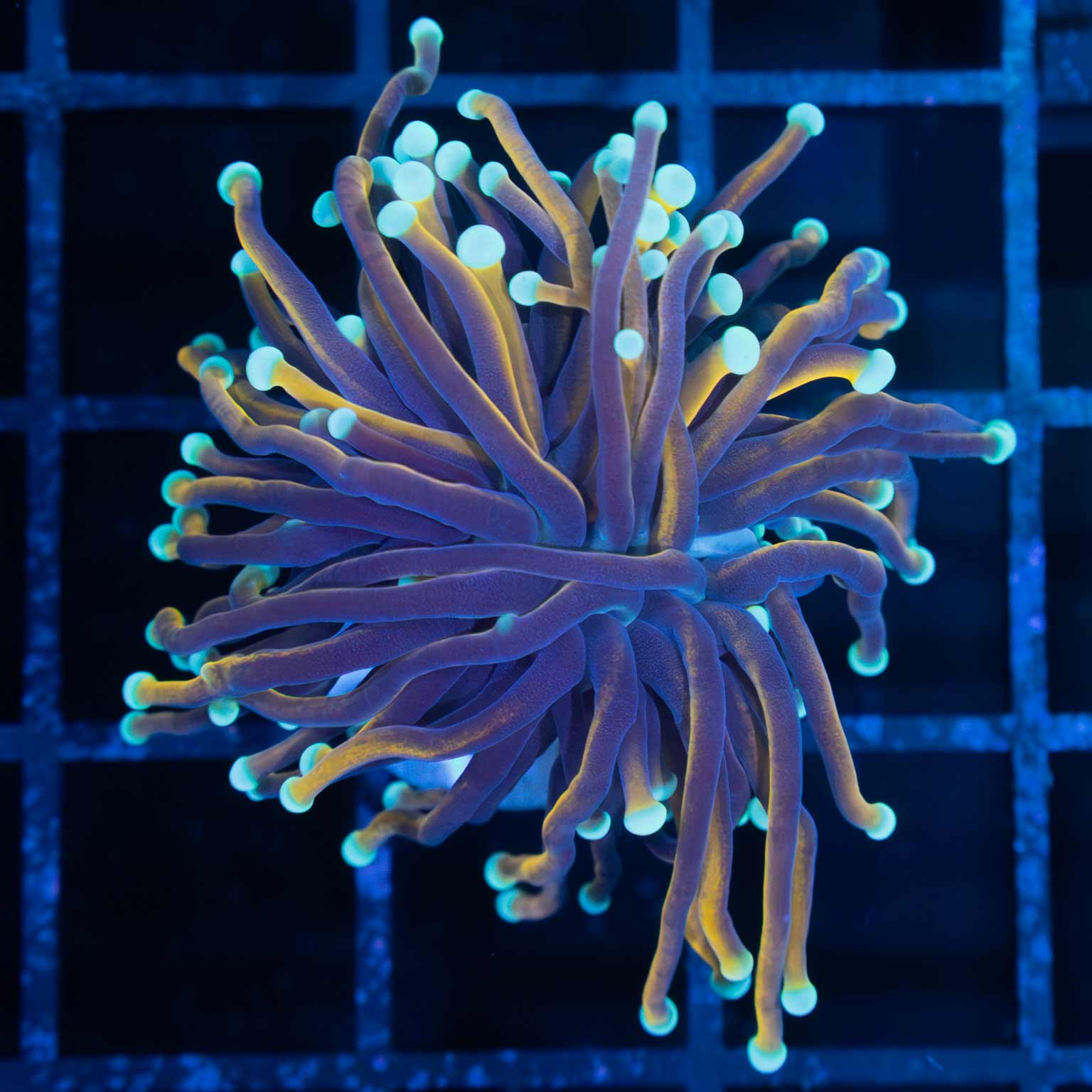 Light Blue Tip Indo Gold Torch Coral