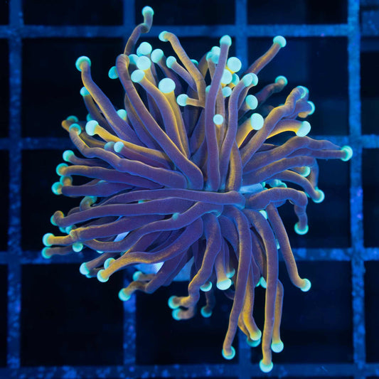 Light Blue Tip Indo Gold Torch Coral