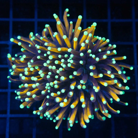 Large Ultra Malay Jester Torch Coral