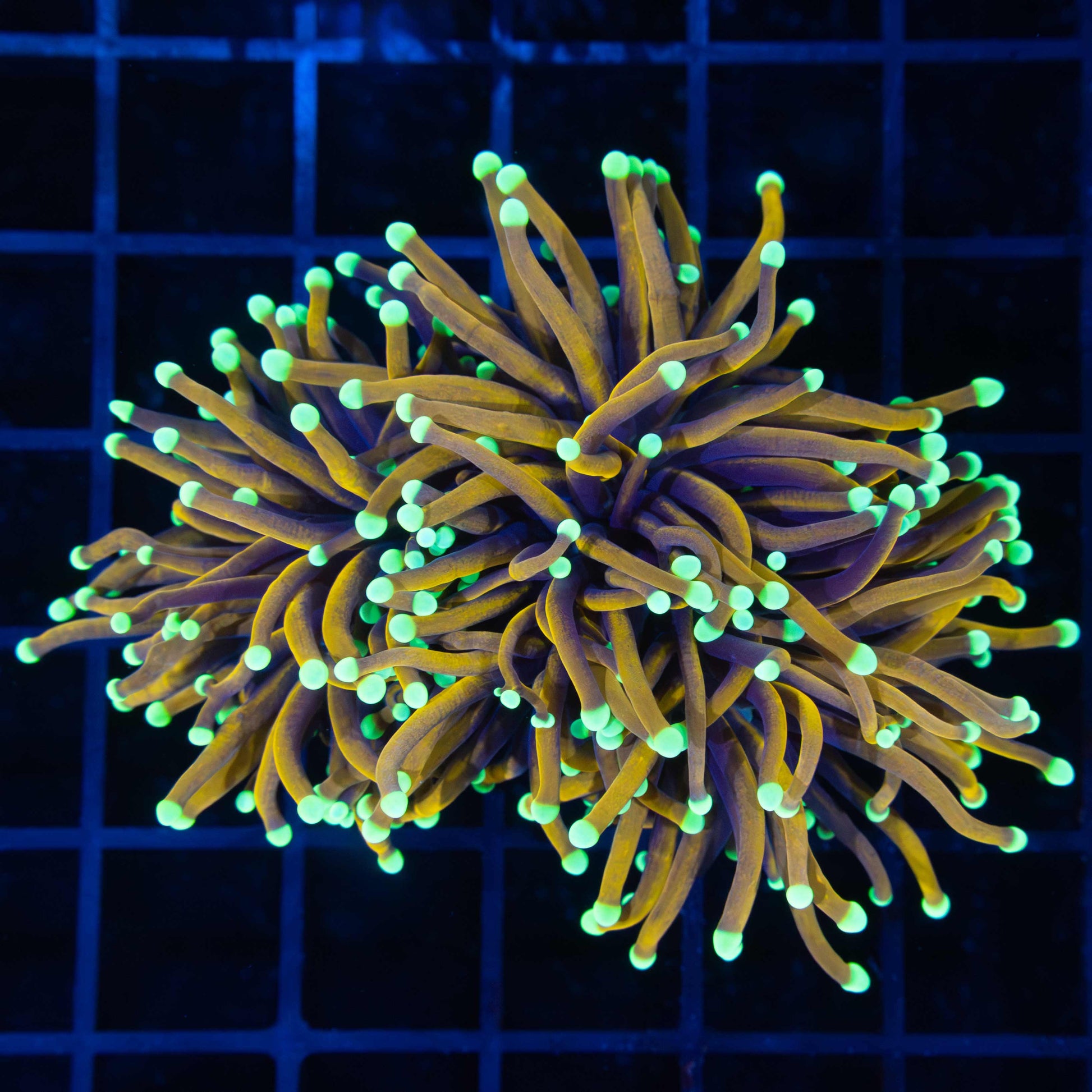 3 Heads Orangish Teal Tip Torch