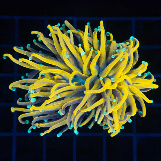 Large Teal Tip Sun God Torch Coral