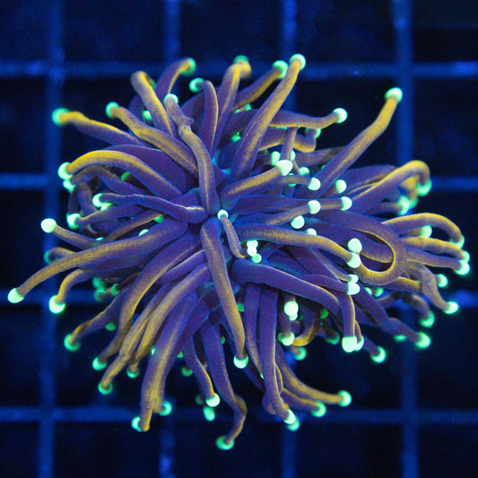 Orangish Gold Teal Tip Torch Coral