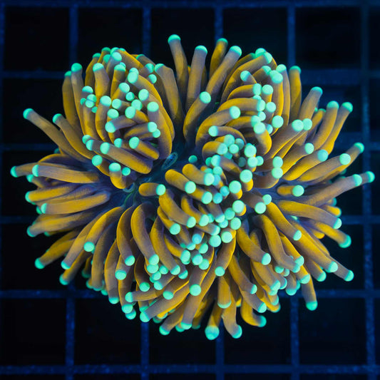 Orangish Gold Teal Tip Torch Coral