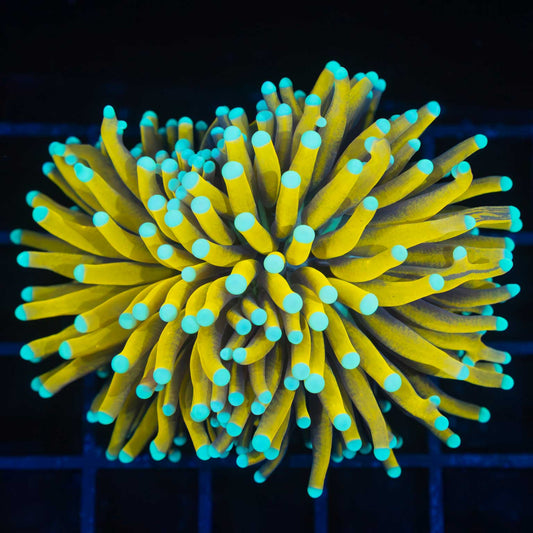 Light Blue Tip Banana Torch Coral