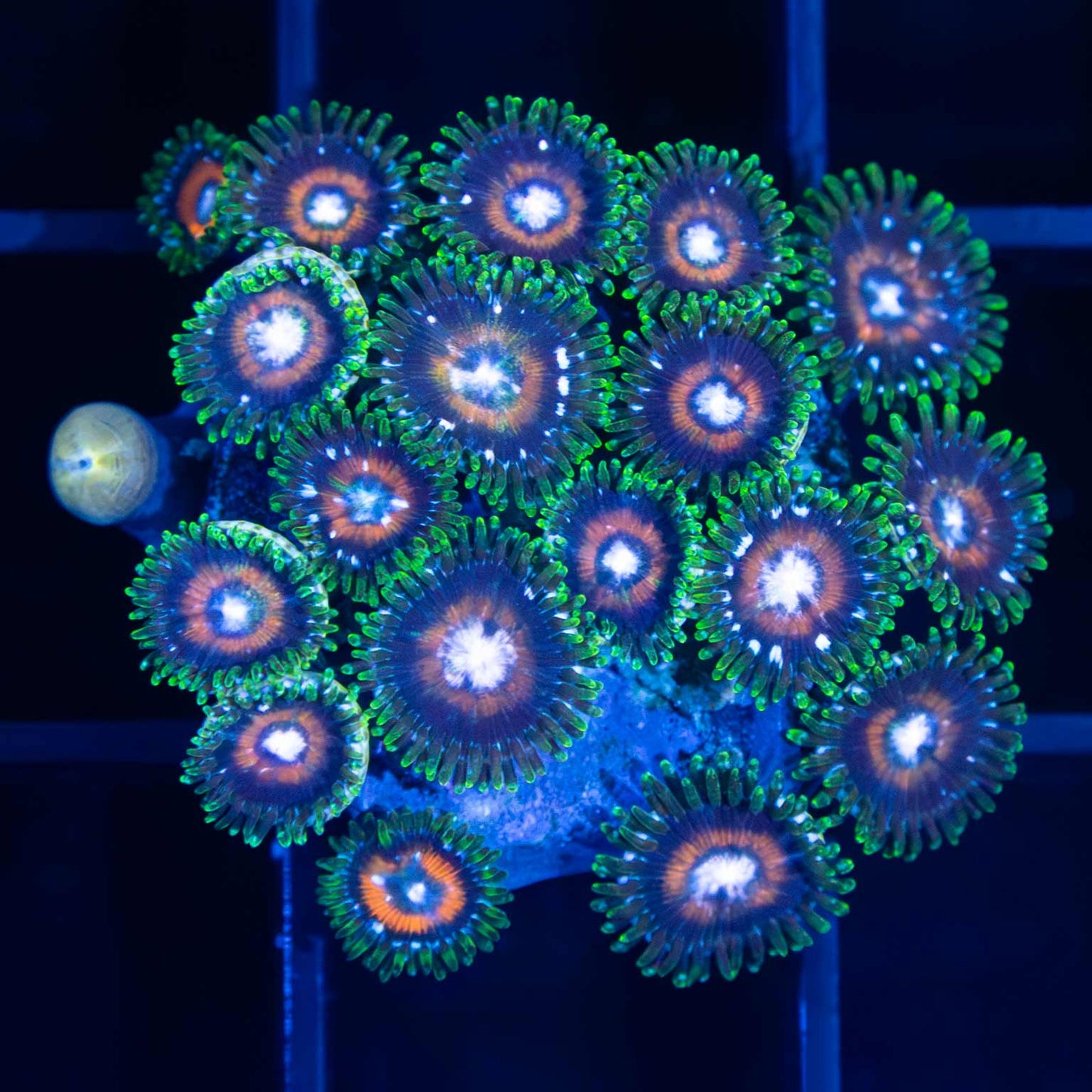 TG C-137 Zoa Colony (19 Polyps)