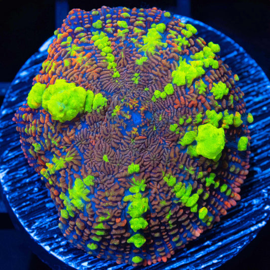 XL Thundercat Bounce (Bright!, XL Plug)