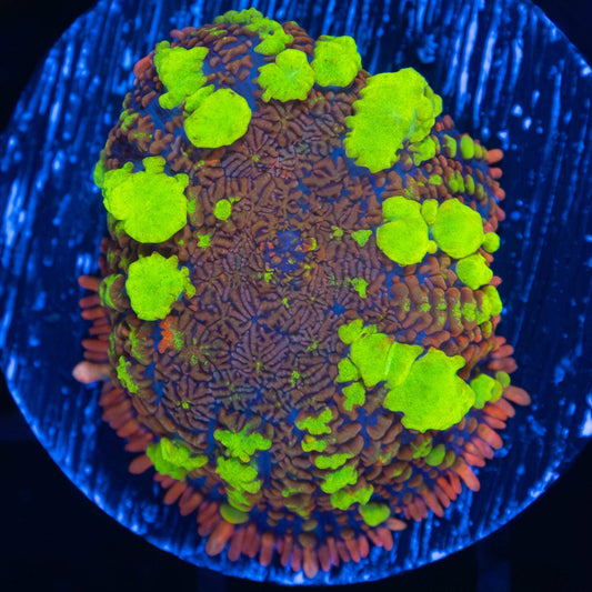 Large Thundercat Bounce (Bright!, XL Plug)