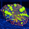 Thundercat Bounce / Goblin Fire Bounce