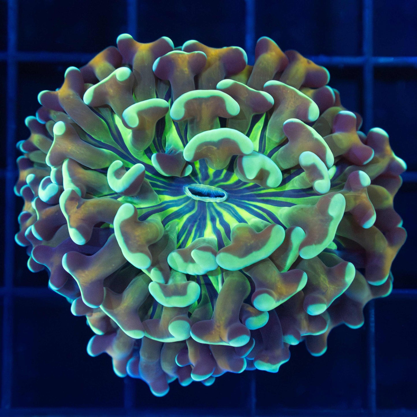 Tiger Eye Hammer Coral 2.5" (large head branching)