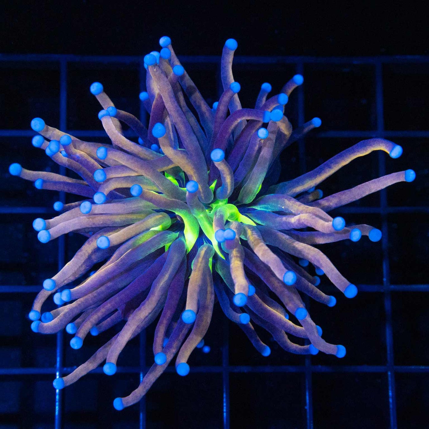 Blue Tiger Eye Torch (Orangish)