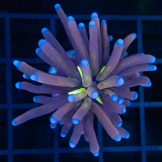 Blue Tiger Eye Torch (Orangish)