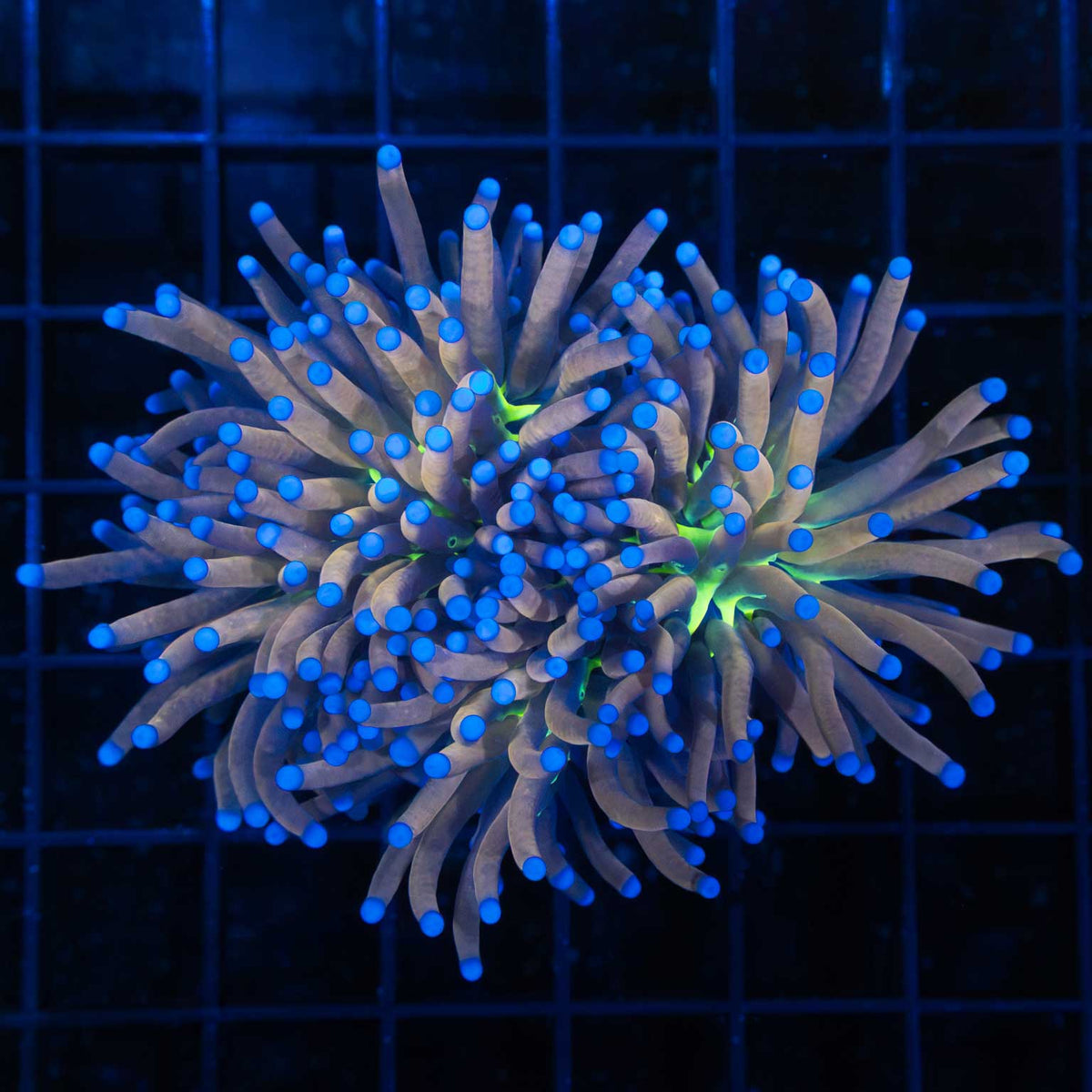 Tiger Knicks Torch Coral 2 heads