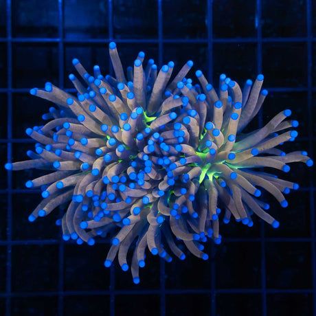 Tiger Knicks Torch Coral 2 heads