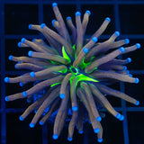 Tiger Knicks Torch Coral