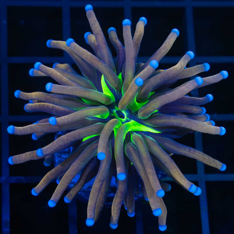 Tiger Knicks Torch Coral
