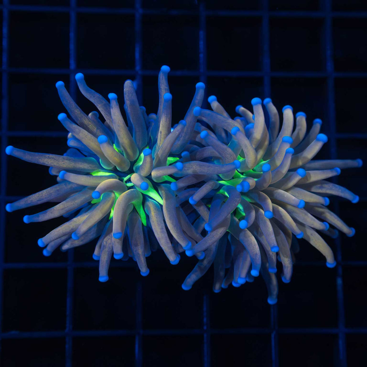 Tiger Knicks Torch Coral 2 heads