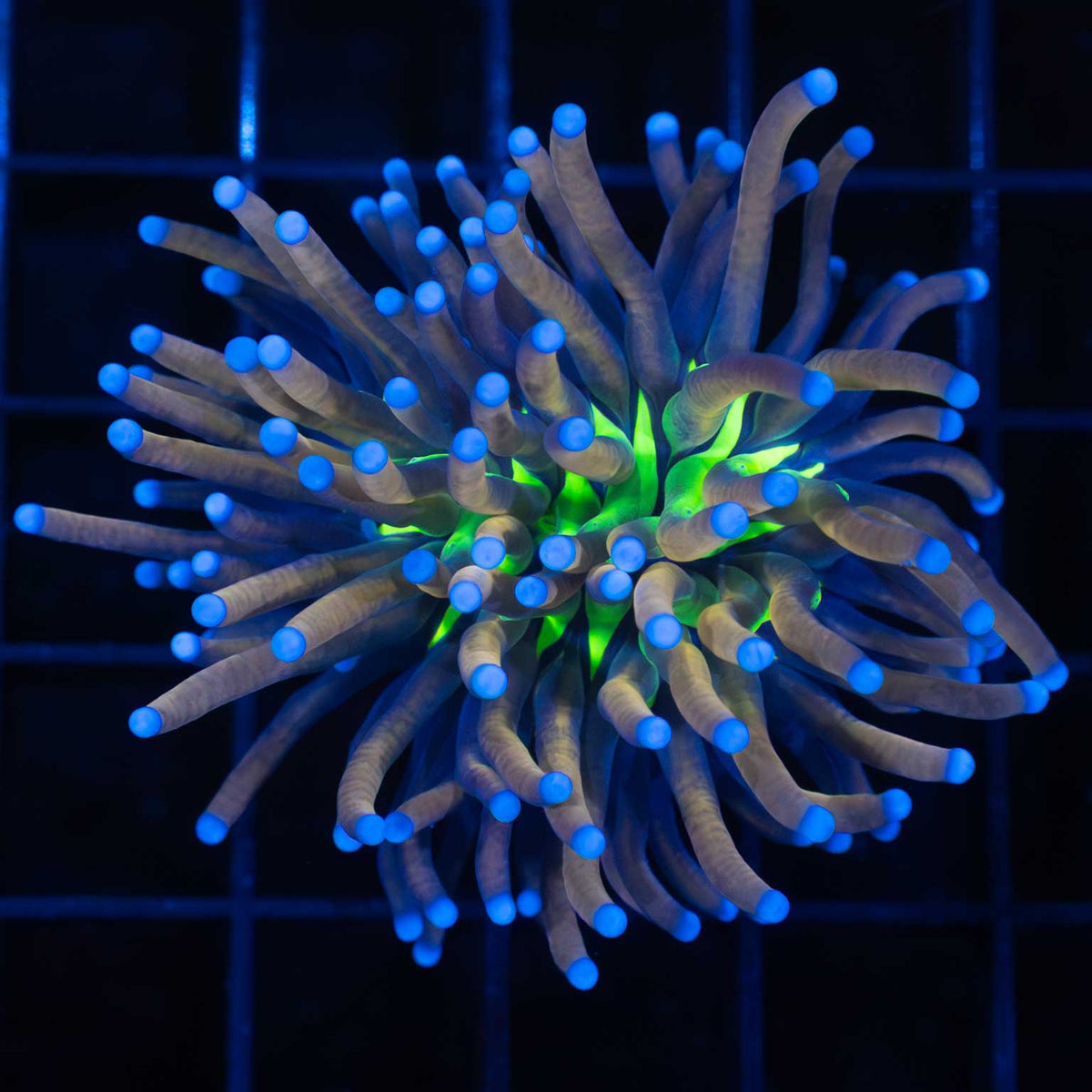 Large Tiger Knicks Torch Coral