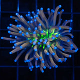 Large Tiger Knicks Torch Coral