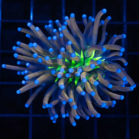 Large Tiger Knicks Torch Coral