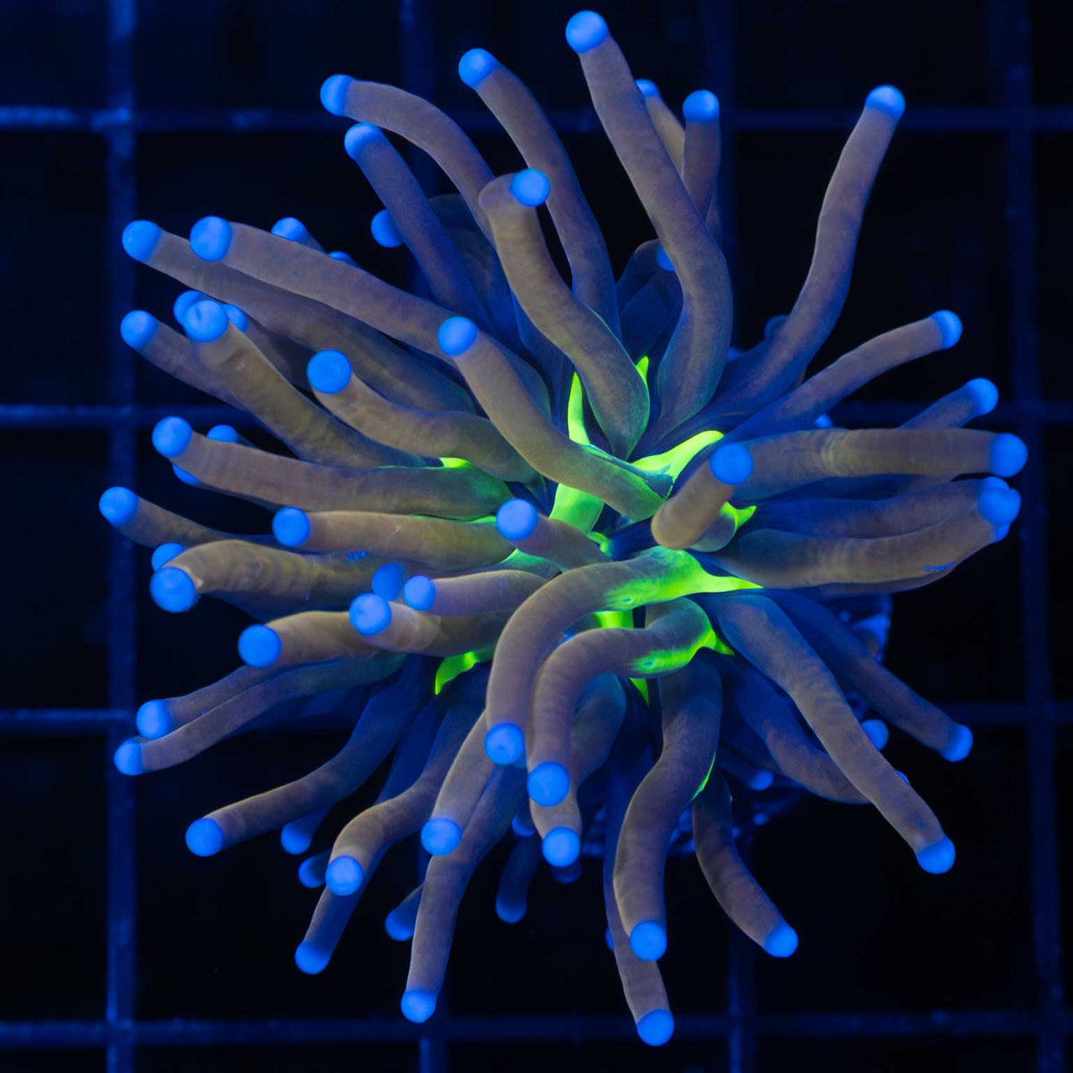 Tiger Knicks Torch Coral