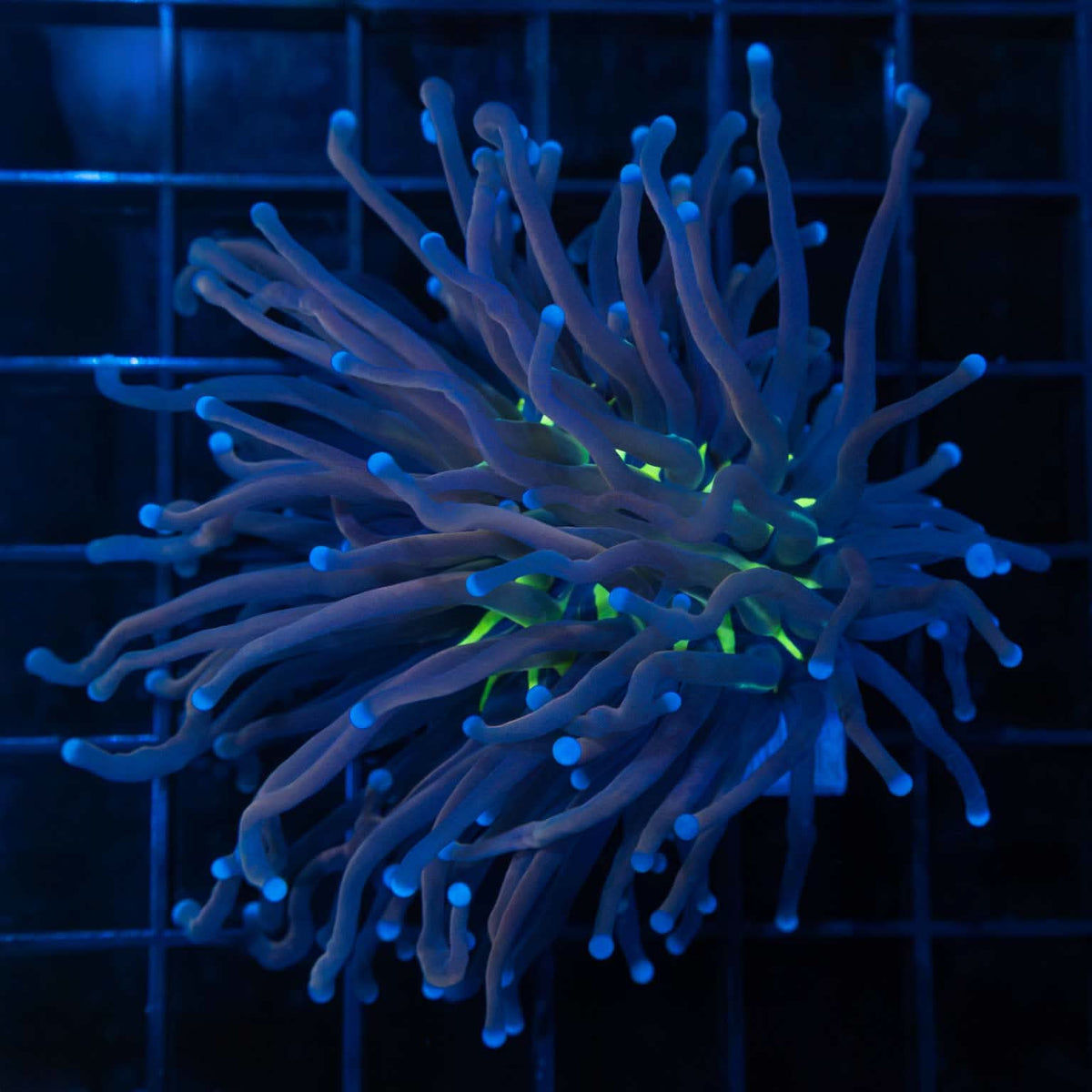 Tiger Knicks Torch Coral