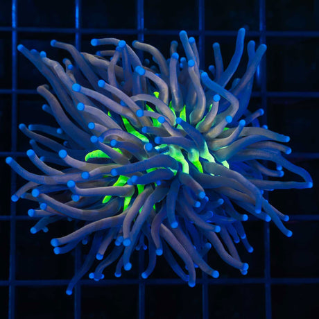 Tiger Knicks Torch Coral XL Head