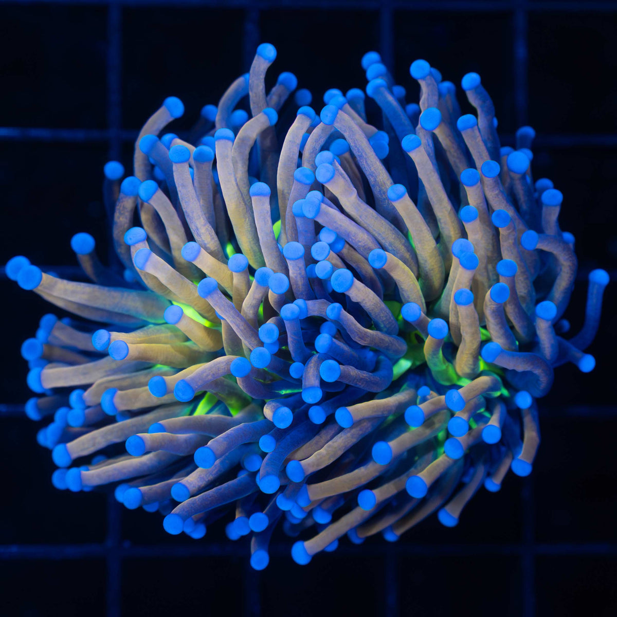 Tiger Knicks Torch Coral (Splitting Polyp)