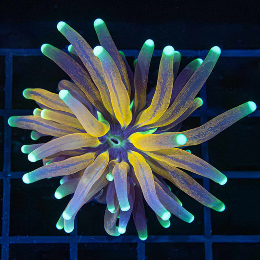 tiger torch v2