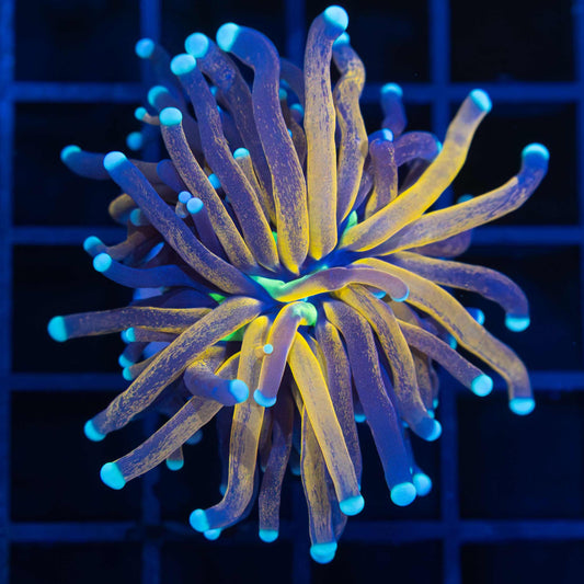 Green Mouth Tiger Torch (Version 2)