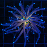 tiger torch coral