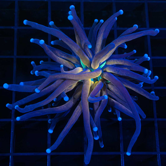 tiger torch coral