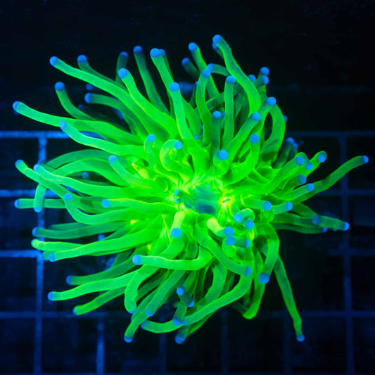 Large Todd's Type Torch Coral 3.25"