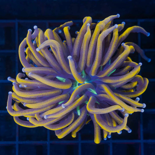 Malay Knicks Torch Coral