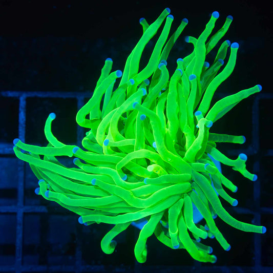 Todd's Type Torch Coral