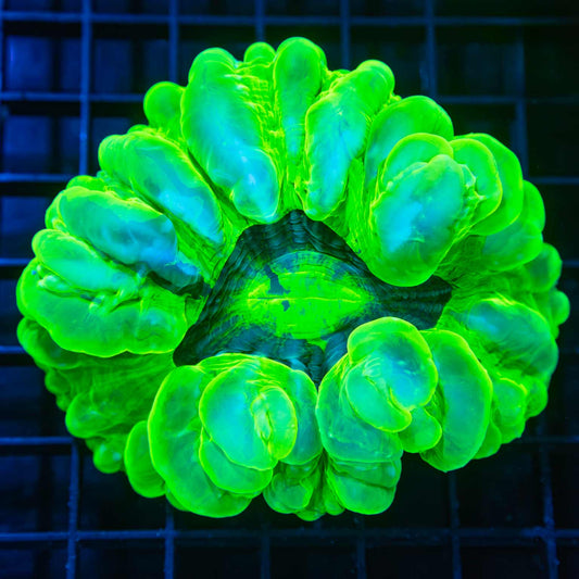 Large Toxic Green Cynarina
