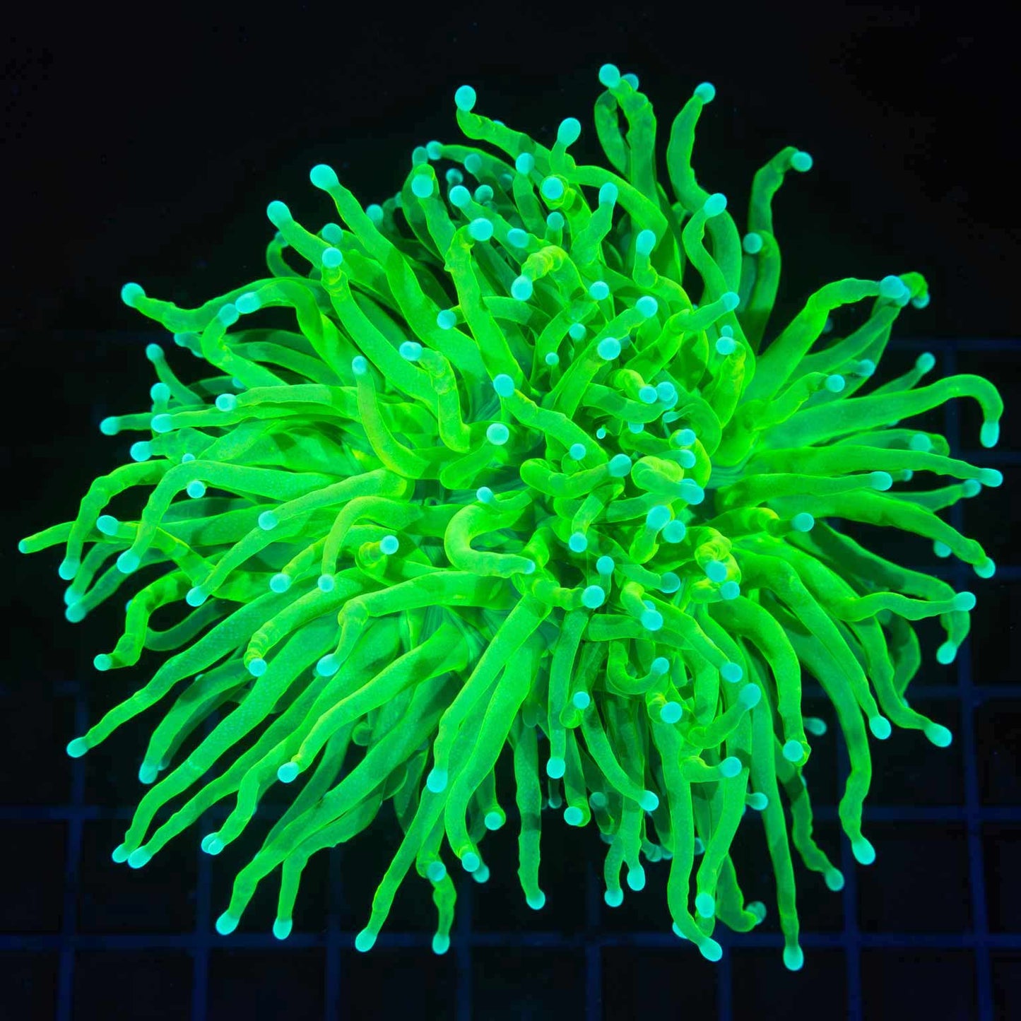 XL 2 Heads Toxic Malaysian Torch Coral 5.5"