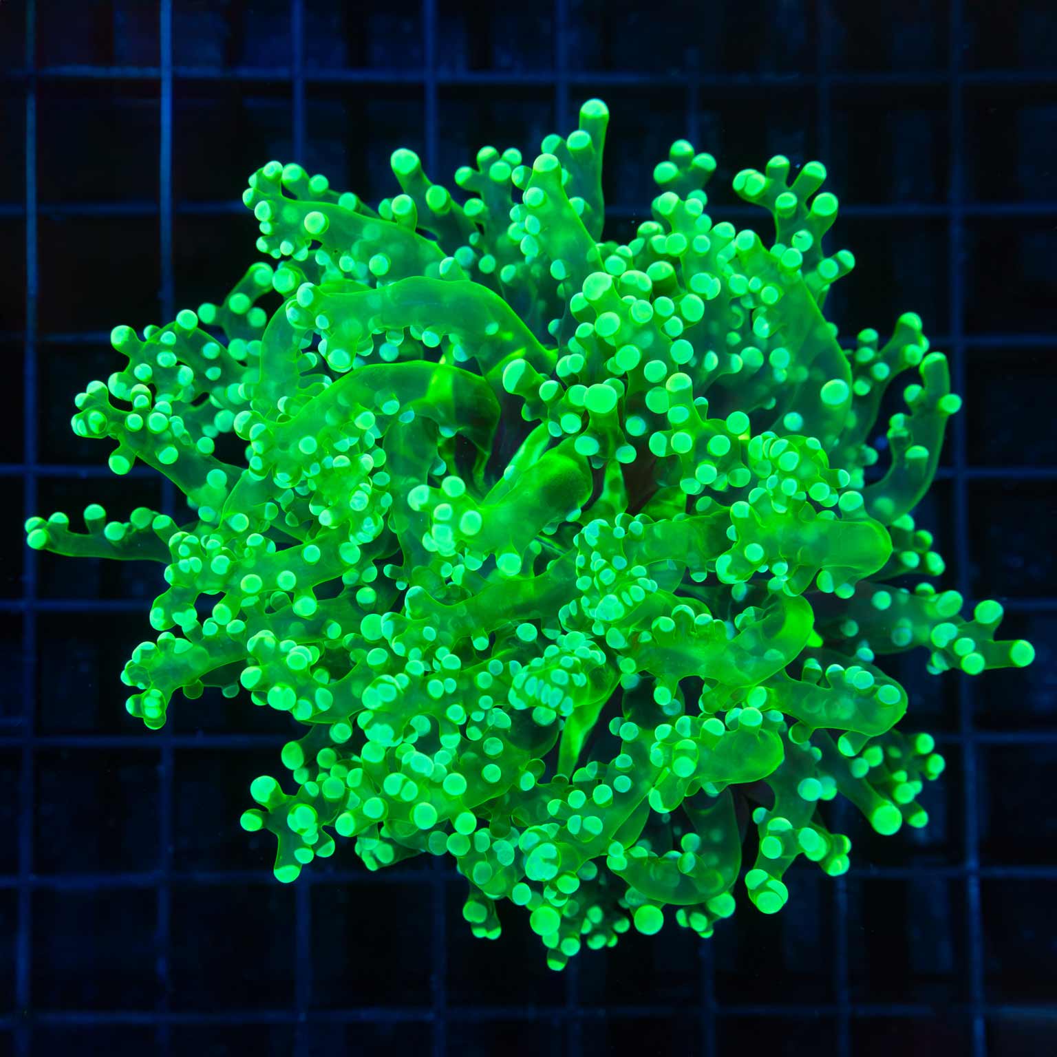 Toxic Green Giant Head Branch Octospawn 4.5"